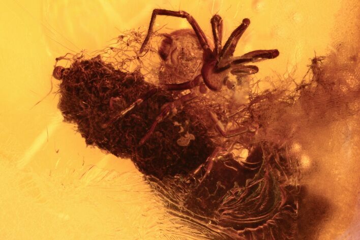 Detailed Fossil Ant, Spider, and Mite in Baltic Amber #272110